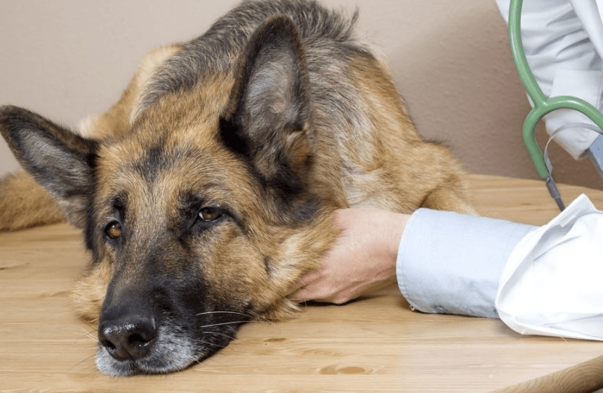 эпилепсия у собак причины