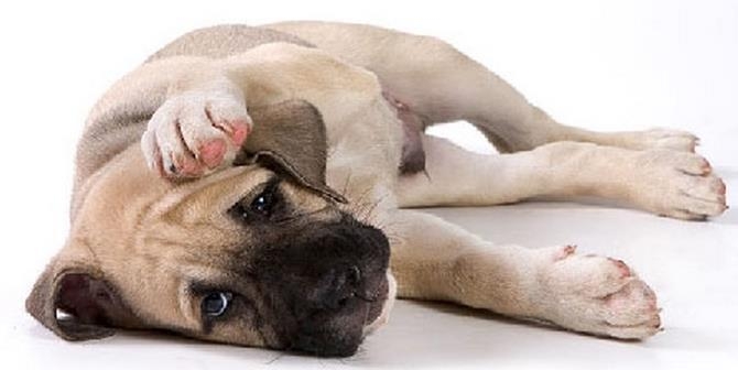 вирусный гепатит у собак симптомы