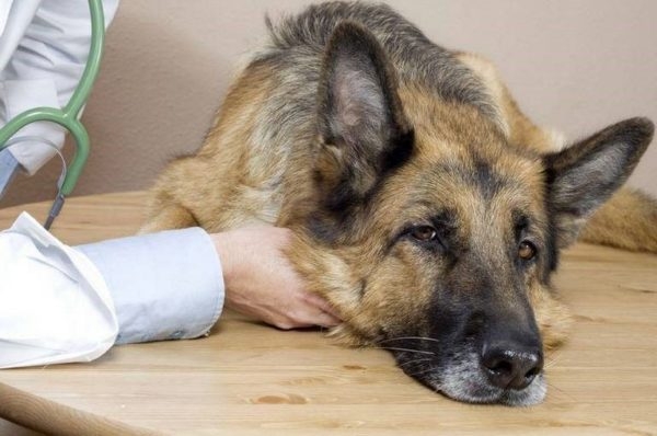 гепатит у собак симптомы и лечение