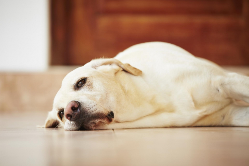 вирусный гепатит у собак симптомы