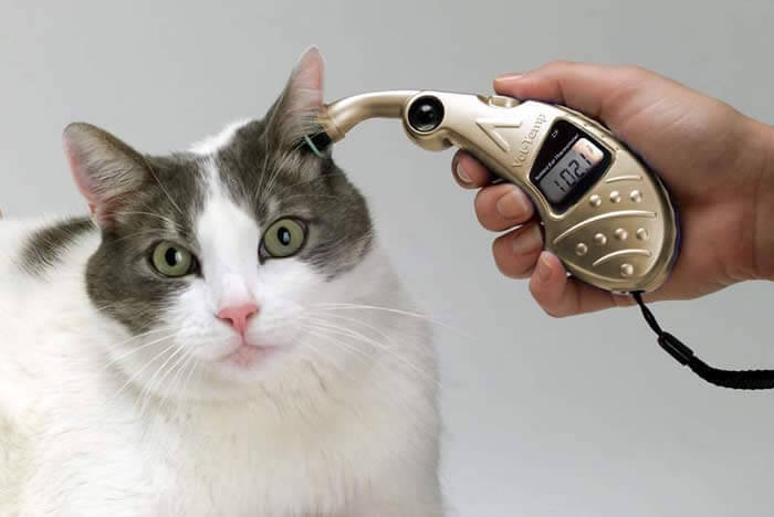 как измерить температуру у кошки
