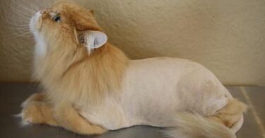 подстричь кота в домашних условиях