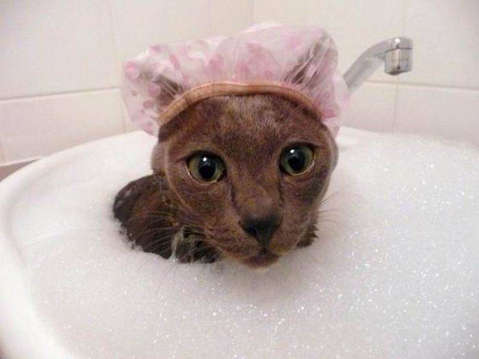 помыть кота в домашних условиях