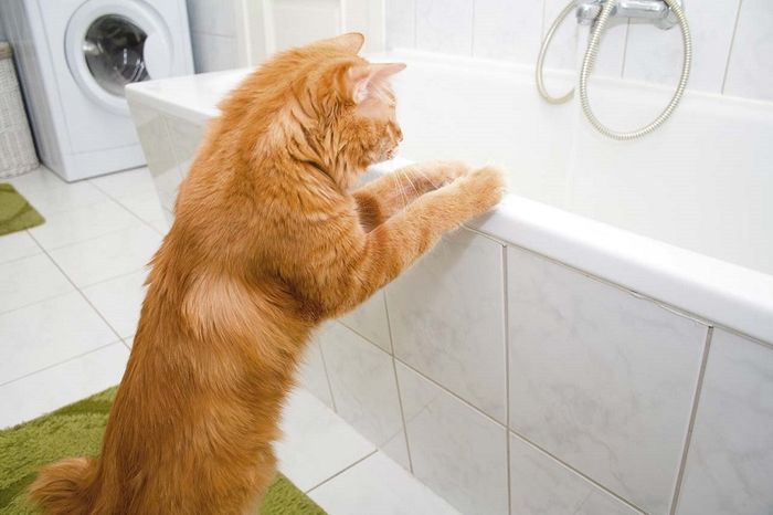 Как помыть кота: современные моющие средства и советы по купанию