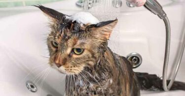 помыть кошку в домашних условиях