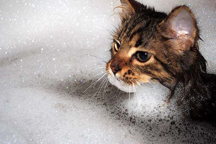 Как приучить кошку к купанию с шампунем? Купание и мытье кошки с ...