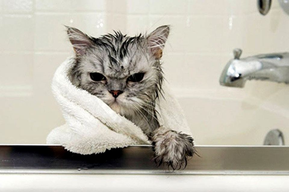 Как правильно помыть кота, который боится воды
