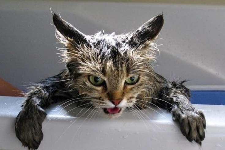 Как правильно помыть кошку? — CatsCountry.ru — Страна кошек