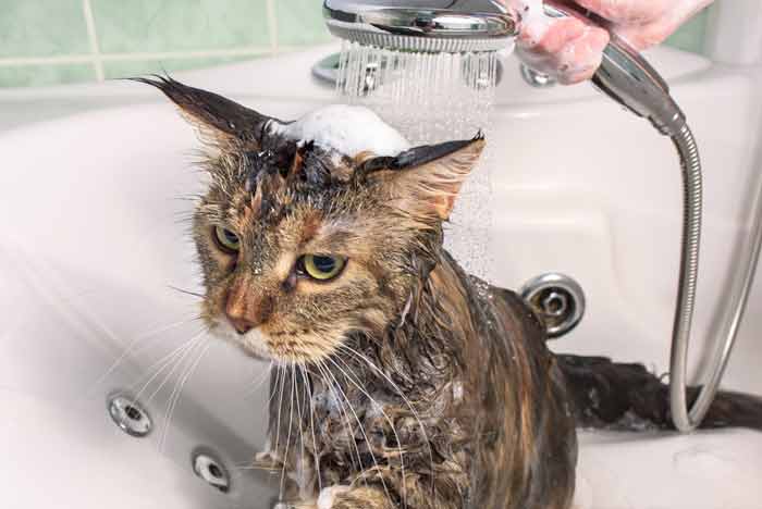 искупать кота если он боится воды