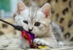 Самодельные игрушки для кошек