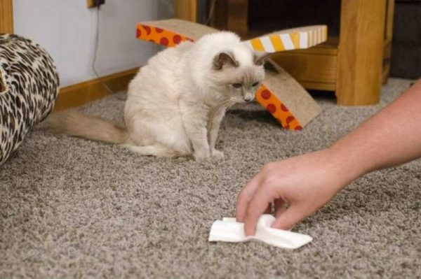 уничтожить запах кошачьей мочи в квартире
