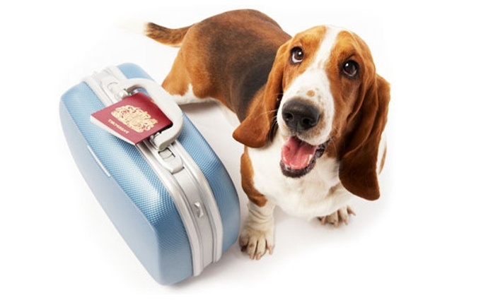 как заполнить международный ветеринарный паспорт для собак