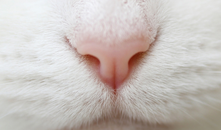 теплый нос у кошки