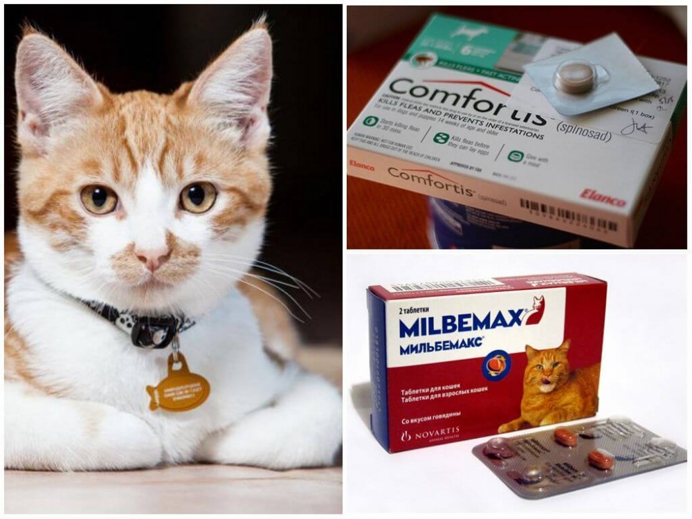 Таблетки от блох для кошек