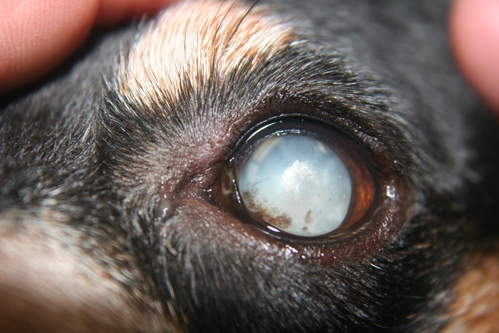 катаракта у собаки лечение