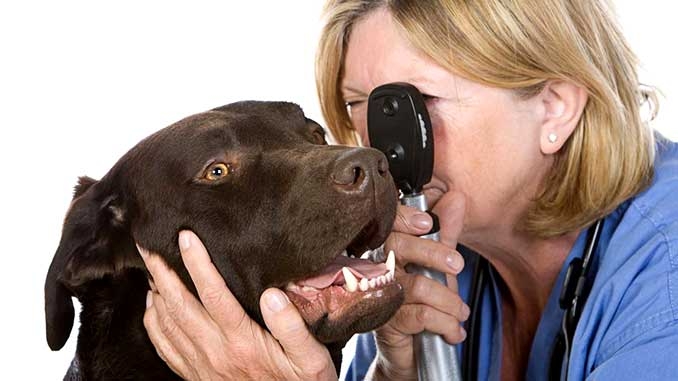 катаракта у собак