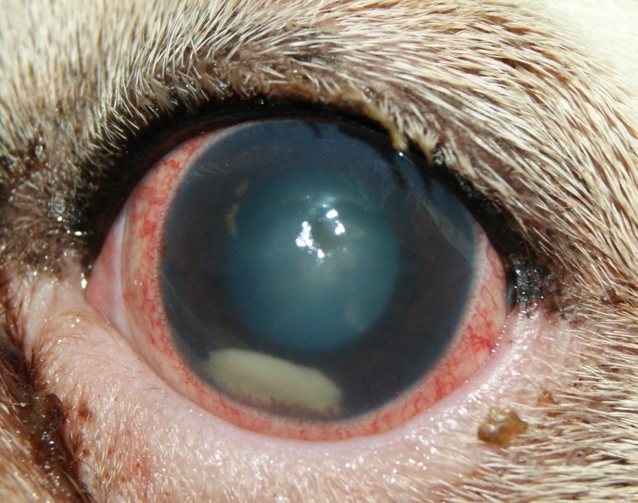 катаракта у собаки лечение