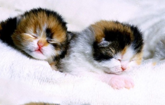 британские котята открывают глаза после рождения