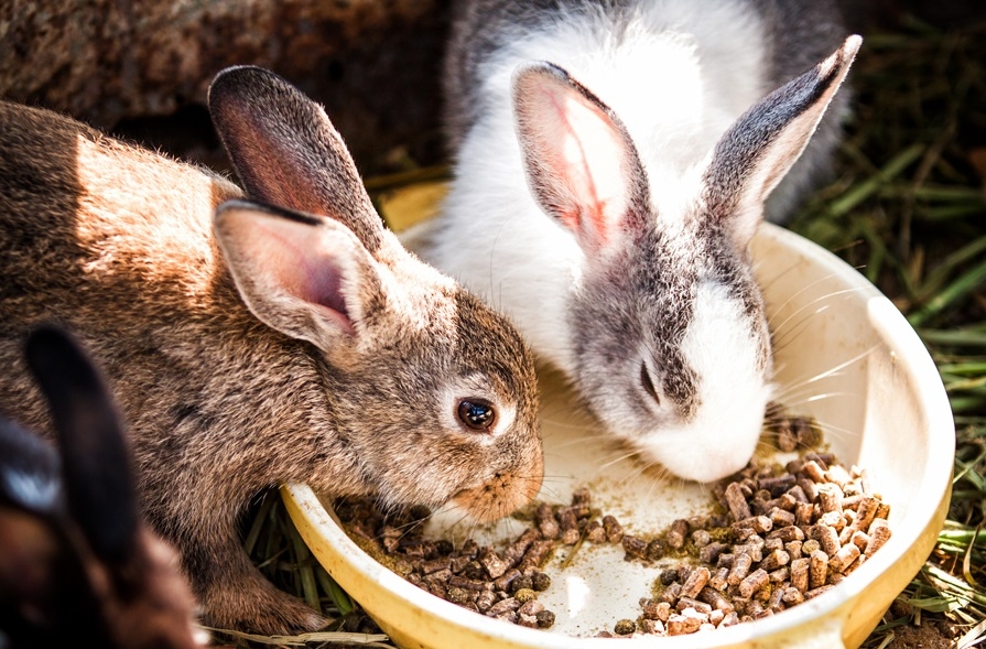 кокцидиоз у кроликов симптомы и лечение