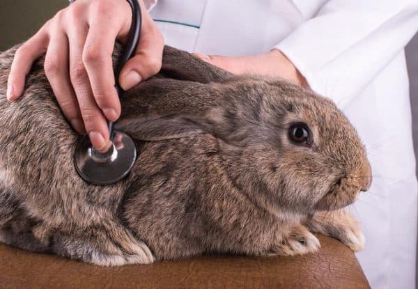 профилактика кокцидиоза у кроликов
