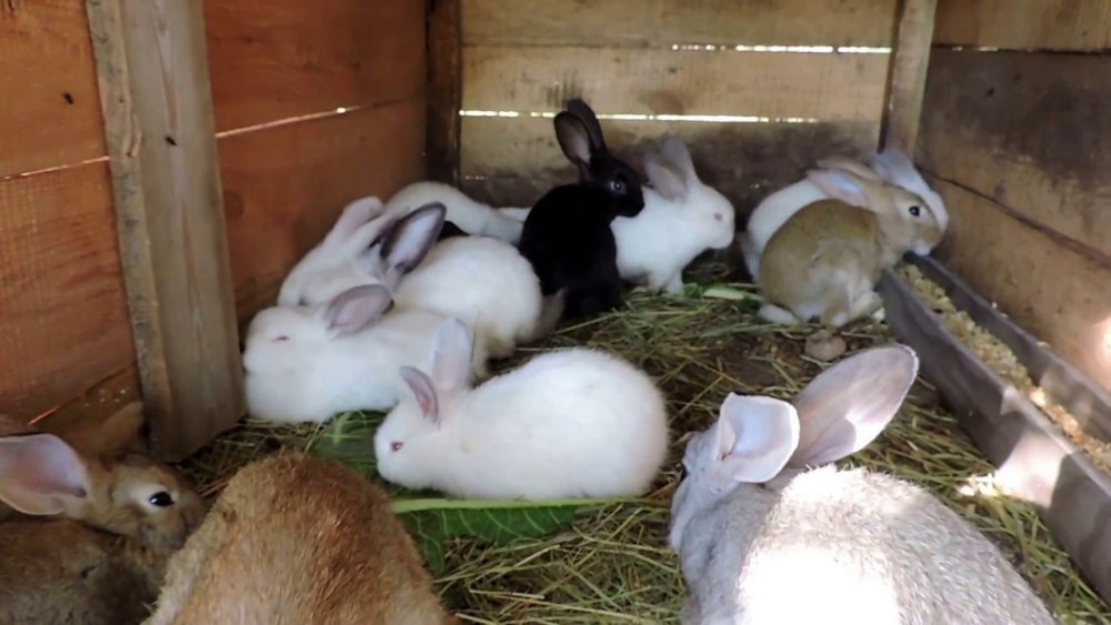 профилактика кокцидиоза у кроликов