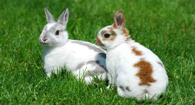 кокцидиоз у кроликов симптомы и лечение
