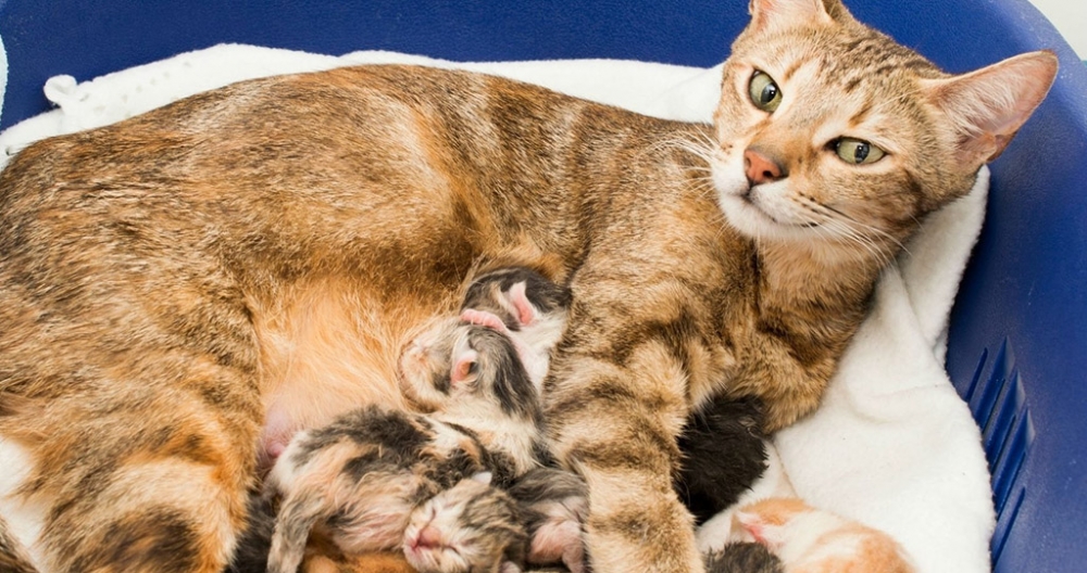 сколько котят может родить кошка максимум