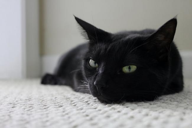 бомбейская кошка фото