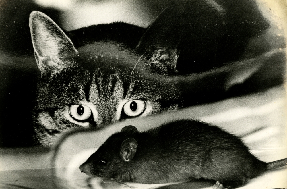 кошки крысоловы порода фото