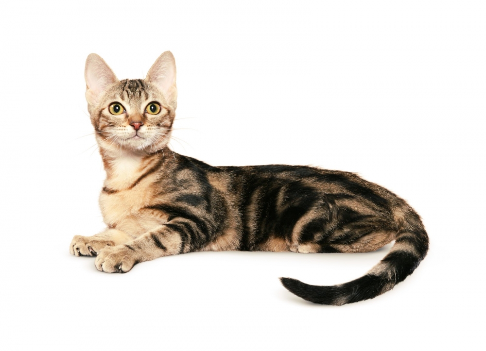 порода кошек с длинными ушами