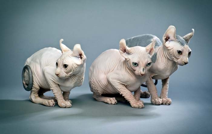 порода кошек с большими ушами