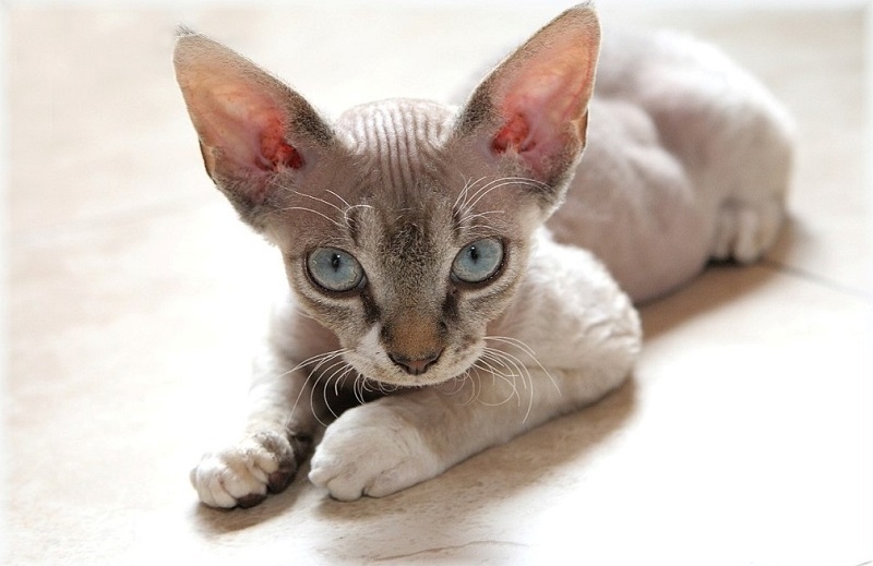 порода кошек с длинными ушами