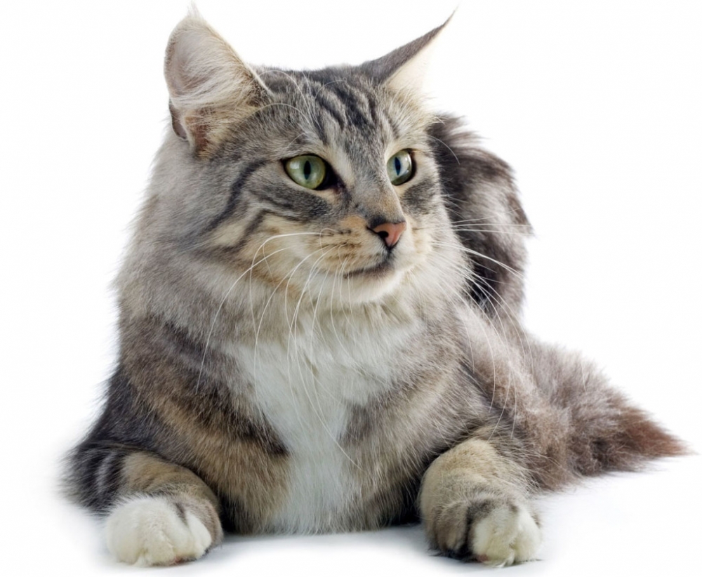 кошка с кисточками на ушах порода