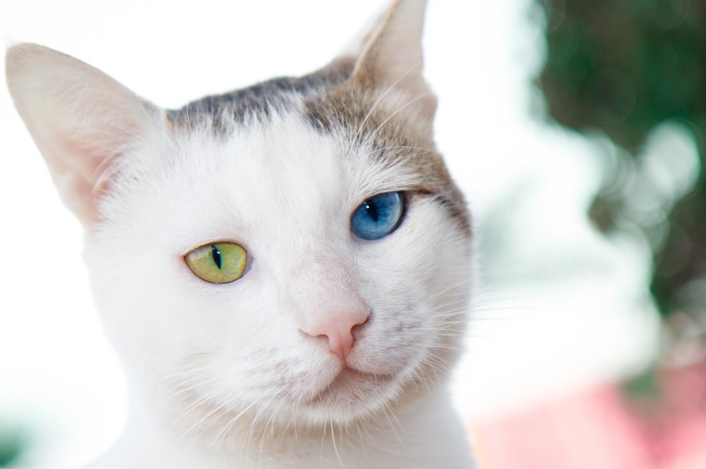 кошки с разными глазами