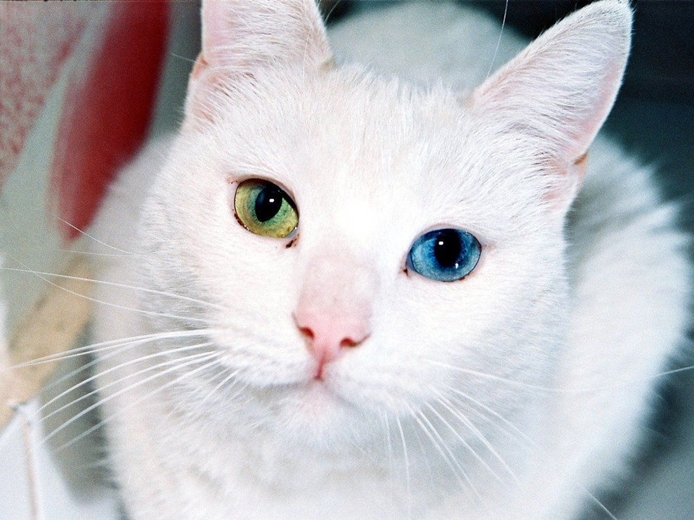 кошки с разными глазами