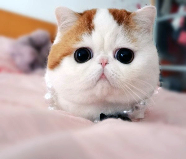 порода кошек с большими глазами