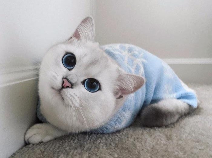 кот с большими глазами