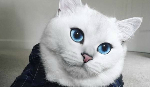 японская порода кошек с большими глазами