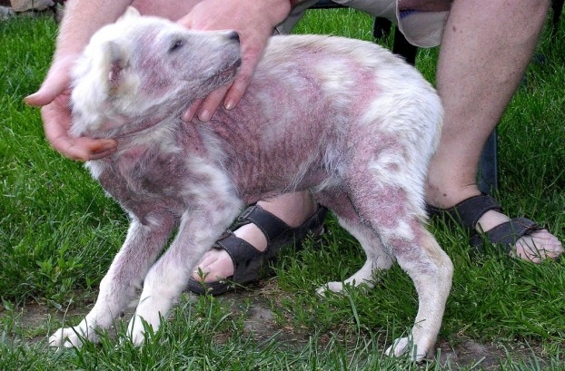 рак кожи у собак фото