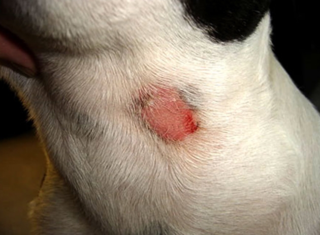 рак кожи у собак фото