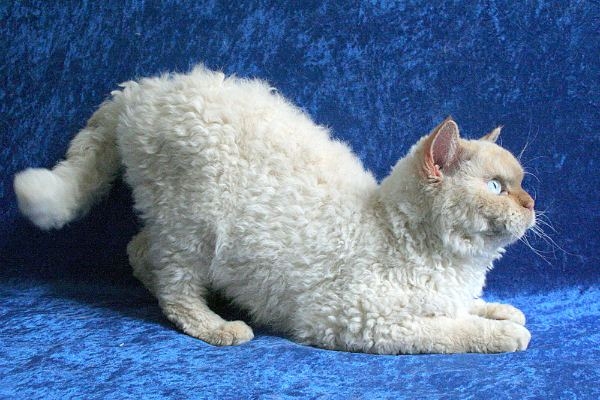 порода кудрявых кошек