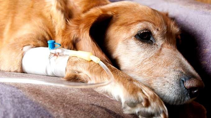 лептоспироз у собак симптомы и лечение