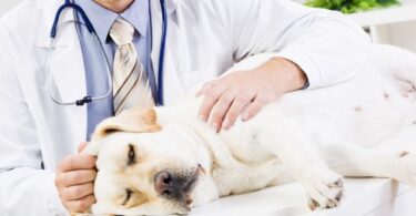 Лечение лептоспироз у собак