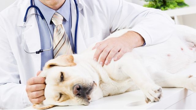 лептоспироз у собак симптомы и лечение