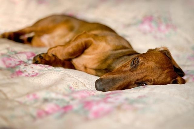 ложная беременность у собак симптомы и лечение