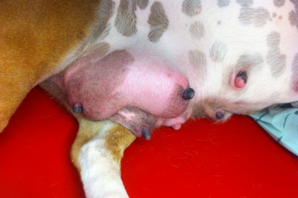 воспаление молочных желез у собак