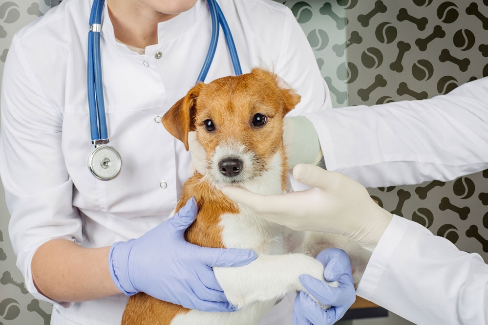 микоплазмоз у собак симптомы и лечение