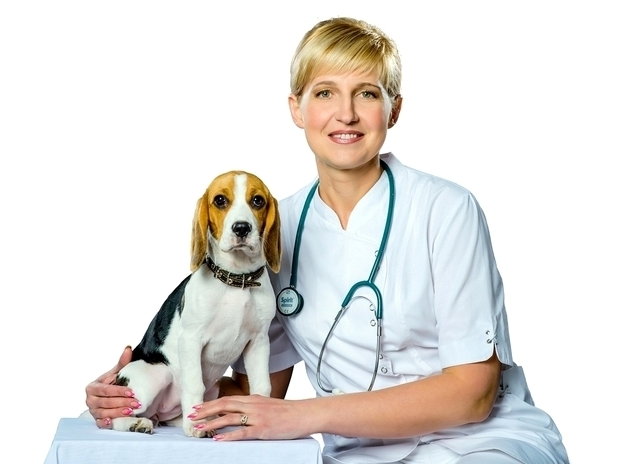 микоплазмоз у собак симптомы и лечение