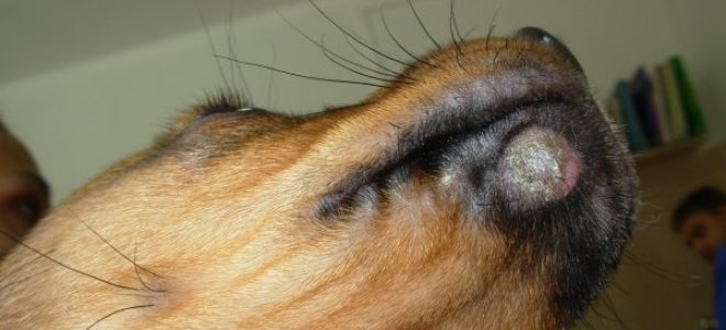 микроспория у собак лечение