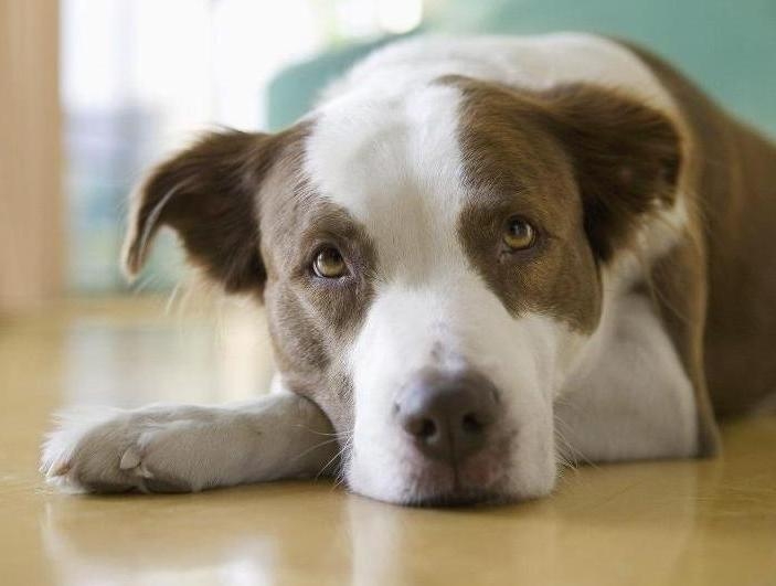 мочекаменная болезнь у собак симптомы и лечение